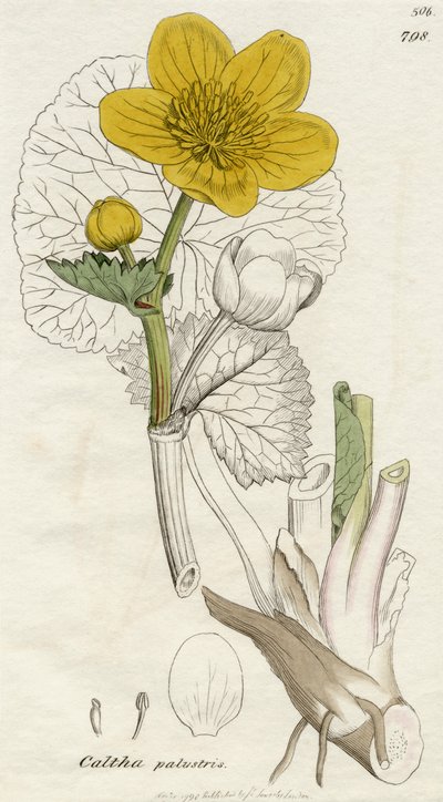 Caltha Palustris (Marsh Marigold) published London 1798 by English School